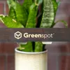 A close-up of a plant in a pot, with a wooden shelf in the foreground displaying a logo and text. Voir les images du produit