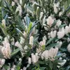 Alloro Ciliegia Otto Luyken 1L Anteprima dell’immagine prodotto 2