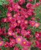 Aster novi-belgii 'Royal Ruby', Glattblatt-Aster, rubinrot, Produktbild-Vorschau 2