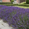 6 Pflanzen Blauer Lavendel 'Hidcote', Lavandula Produktbild-Vorschau 2