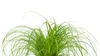 Zynesflora Echtes Katzengras 2 Stück Cyperus Zumula Produktbild-Vorschau 2