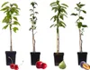 Four potted fruit trees are displayed against a white background, with examples of their fruit placed in front of them. Produktbild-Vorschau