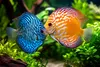 Fischfutter Aquarium Set für Zierfische, 5-teilig mit Produktbild-Vorschau 4