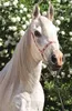 TREFL Display Puzzle World of Horses 54 Teile (40 Stück) Produktbild-Vorschau 9