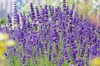 Stauden Gänge 100 x Lavandula angustifolia 'Hidcote Blue' - Produktbild-Vorschau 2
