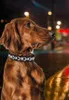LED Hundehalsband – Leuchthalsband für Hunde, Produktbild-Vorschau 2