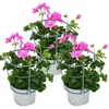 Závěsné muškáty – Pelargonium peltatum – 12cm květináč – Náhled obrázku produktu 1