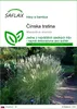 SAFLAX - Čínska trstina - Miscanthus sinensis - 200 Semená Náhľad obrázku produktu 1