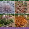 Stauden Gänge 3 x Astilbe chinensis pumila im 0,5 Liter Produktbild-Vorschau 6