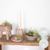 Bloomique - Lot de 10 - Tillandsia - Plantes aériennes - Voir les images du produit 2