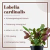 Aquarium Pflanze 3 Stück Lobelia cardinalis Wasserpflanze Produktbild-Vorschau 3
