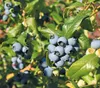Dehner Heidelbeere Hortblue Petite®, süsse blaue Früchte, Produktbild-Vorschau 1