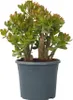 Jadepflanze - Crassula ovata 'Sunset' - Höhe 55-60cm - Produktbild-Vorschau 1