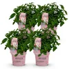 Green boutiQ - Gartenpflanze - Hydrangea panniculata Produktbild-Vorschau 2