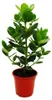 Balsamapfel - Clusia major - ca. 55-65 cm - 17cm Topf - Produktbild-Vorschau 1