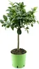 Albero di lime «Lima Verde» (lime da caipirinha) 70–100 cm Anteprima dell’immagine prodotto 2