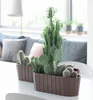 Cacti in planters on a table in a living room setting. Anteprima dell’immagine prodotto