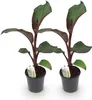 GreenboutiQ - Obstpflanze - Bananenpflanze - Ensete Produktbild-Vorschau 2