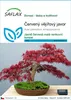 SAFLAX - Červený vějířový javor - Acer palmatum Náhled obrázku produktu 1