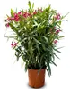 A potted plant with pink flowers and green leaves against a white background. Produktbild-Vorschau