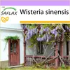 SAFLAX - Wisteria - Wisteria sinensis - 4 Semená Náhľad obrázku produktu 10
