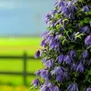 A close-up of purple clematis flowers climbing a structure, with a blurred green field and blue sky in the background. Podgląd zdjęcia produktu
