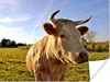 MuchoWow® Poster Kuh - Bauernhof - Natur 160x120 cm - Foto Produktbild-Vorschau 1