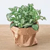 Jardin en bouteille Ficus Ginseng Bonsaï : recharge et kit Voir les images du produit 2