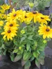Rudbeckia - Sunbeckia ® Maya - Sonnenhut Sunbeckia ® Maya Produktbild-Vorschau 2
