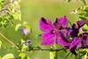 Clematis viticella 'Polish Spirit', violett, 80–100 cm Produktbild-Vorschau 9