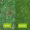 Rasenunkrautfrei Protect Garden Loredo Quattro Konzentrat Produktbild-Vorschau 2