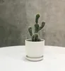 A potted cactus sits on a white surface in front of a gray textured wall. Podgląd zdjęcia produktu