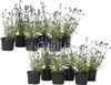 Lawenda wąskolistna - 12 szt - Lavandula angustifolia - Podgląd zdjęcia produktu 1