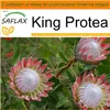 SAFLAX - Garden in the bag - King Protea - 5 Nasiona - Z Podgląd zdjęcia produktu 10