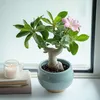 Adenium arabskie - 2 szt - Adenium obesum - Wysokość Podgląd zdjęcia produktu 5