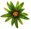 Mini Guzmania Trio - sada 3 barevných bromélií ve 3 barvách Náhled obrázku produktu 5