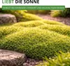 Sternmoos Mastkraut Plattenmoos Samen - Sagina subulata - Produktbild-Vorschau 7