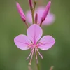 3x Gaura l. Siskiyou Pink P9H20 Produktbild-Vorschau 2