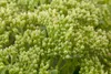 Sedum telephium 'Herbstfreude', Fetthenne, rosa Blüten, ca. Produktbild-Vorschau 4