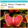 SAFLAX - Zestaw prezentowy - Wenus - Pułapka Na Muchy - 10 Podgląd zdjęcia produktu 9