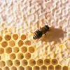 Lippenbalsam, Weleda, Everon, Beruhigend und schützend, SPF Produktbild-Vorschau 4