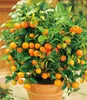 BALDUR Garten 1x Orangen-Bäumchen, Pflanze im 12 cm-Topf, Produktbild-Vorschau 1