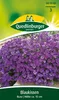 Blaukissen 'Blau' Quedlinburger Blumensamen Produktbild-Vorschau 3