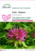 SAFLAX - Zioła - Balsam - 20 Nasiona - Monarda didyma Podgląd zdjęcia produktu 1