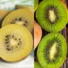 GreenboutiQ - Obstpflanze - Grüne & Gelbe Kiwi - Actinidia Produktbild-Vorschau 3