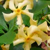 A close-up of yellow flowers with green leaves. Podgląd zdjęcia produktu