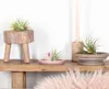 5x Tillandsia Mix - Luftpflanzen echt - Quallenpflanzen - Produktbild-Vorschau 4