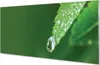 Glasbilder 100x50 Wandkunst Wassertropfenblatt Produktbild-Vorschau 1