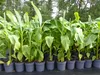 Bananenstaude Banane Musa Basjoo 140 - 170 cm winterhart Produktbild-Vorschau 6