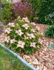 Japanischer Blumenhartriegel Cornus Kousa Satomi 125 - 150 Produktbild-Vorschau 1